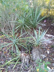 Agave sisalana
