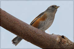 Gray-Throated Warbling-Finch photo 2