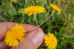 Crepis sancta
