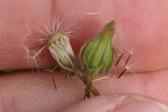 Crepis sancta