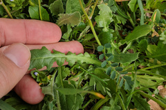 Crepis sancta