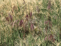 Bromus tectorum