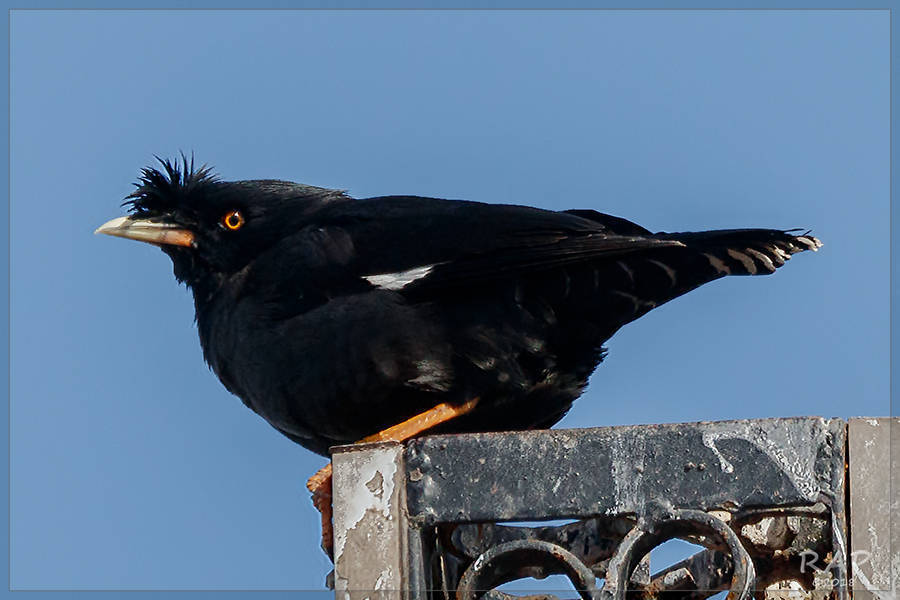 Crested Myna
