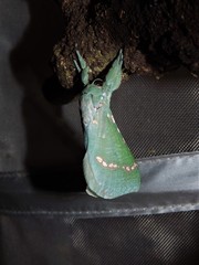Aenetus ramsayi
