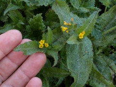 Amsinckia spectabilis