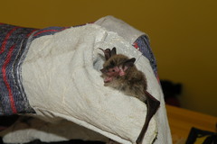 Myotis oxyotus