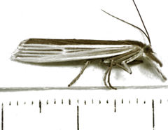 Orocrambus angustipennis