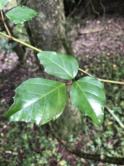 Rhoicissus rhomboidea