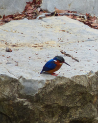 Corythornis vintsioides