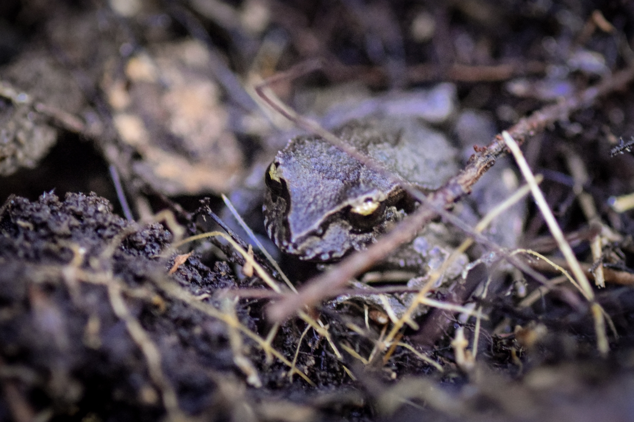 Eupsophus calcaratus (Günther, 1881)