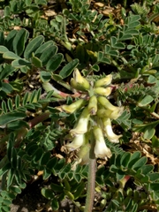 Astragalus nuttallii