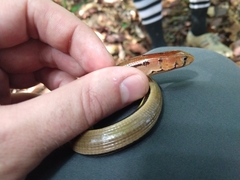 Buettikofer's Glass Lizard photo 2