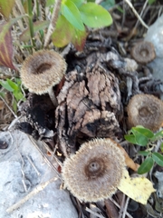 Lentinus berteroi