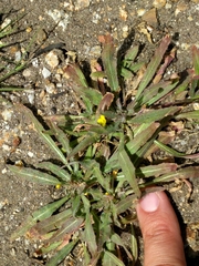 Camissoniopsis micrantha