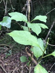 Solanum terminale terminale