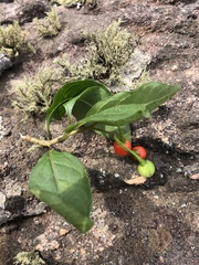 Solanum terminale terminale