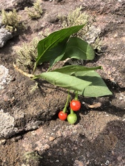 Solanum terminale terminale