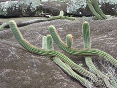 Coleocephalocereus fluminensis