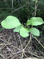 Solanum terminale terminale