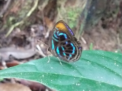 Laxita teneta
