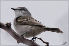 Suiriri Flycatcher photo 2