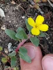 Camissoniopsis cheiranthifolia