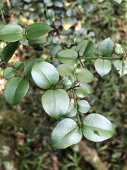 Carissa bispinosa zambesiensis