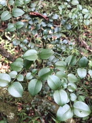 Carissa bispinosa zambesiensis