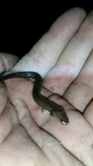 Siren intermedia