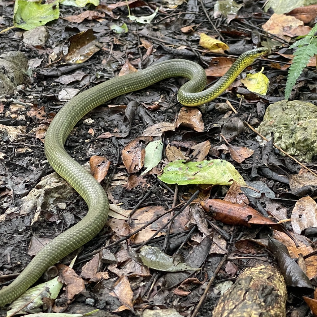 Ryukyu Green Snake