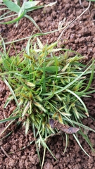 Cyperus psammophilus