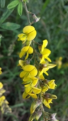 Crotalaria tanety