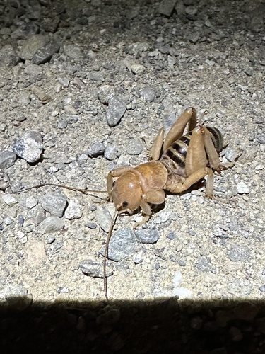 iNaturalist observation photo of North American Jerusalem Crickets