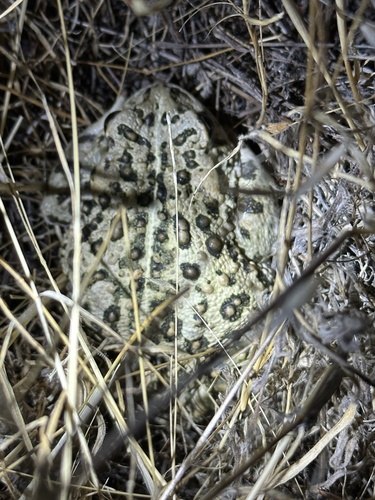 iNaturalist observation photo of Western Toad