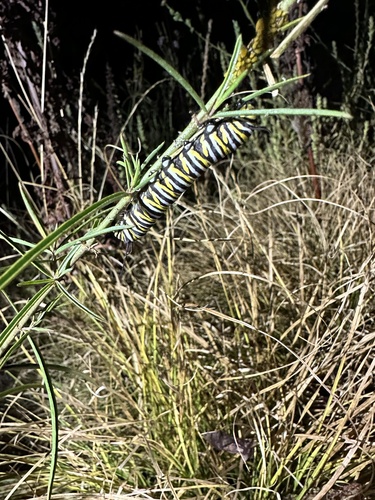 iNaturalist observation photo of Monarch