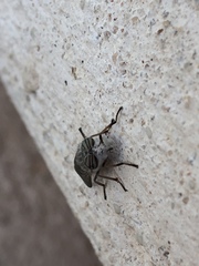 Stenotabanus
