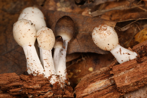Mycena inclinata