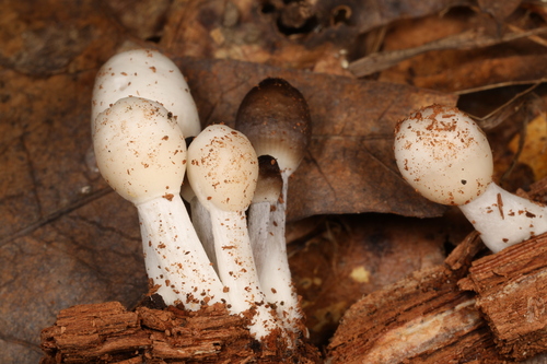 Mycena inclinata (Photo 2 of 2)