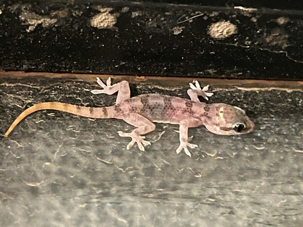 Asir Mountains Half-Toed Gecko