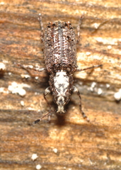 Meconemus impressicollis