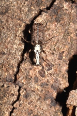 Meconemus impressicollis