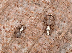 Meconemus impressicollis