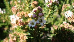 Escallonia virgata