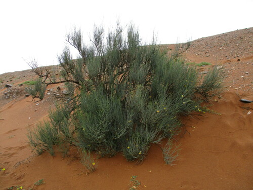 Image of Sisyndite spartea by no rights reserved