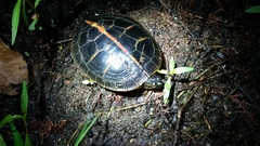Chrysemys dorsalis