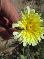 Eupompha elegans perpulchra