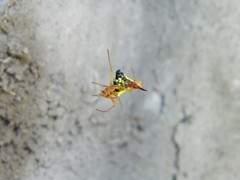 Micrathena furcata