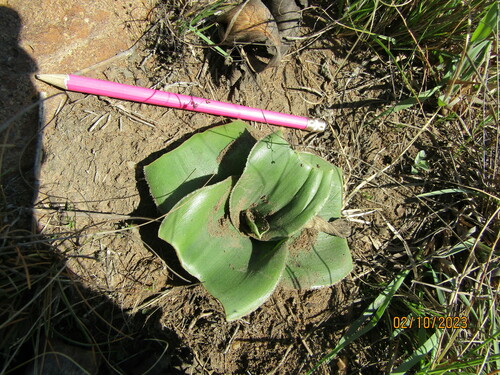 Image of Crinum graminicola by (c) Antoinette Eyssell Knox, some rights reserved (CC BY-SA)