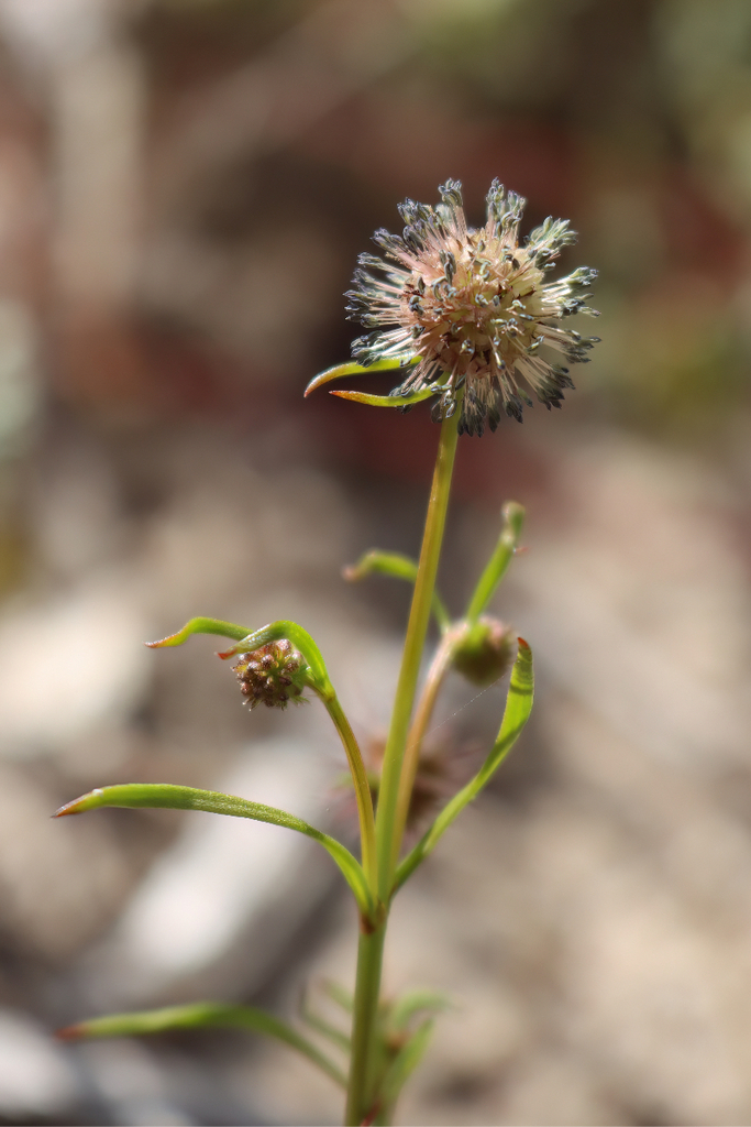 rough stinkweed