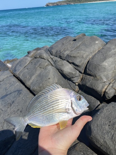 Gold-line sea bream (Rhabdosargus sarba) — Sparidae — 3